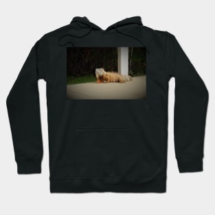 My Friend Fig Hoodie